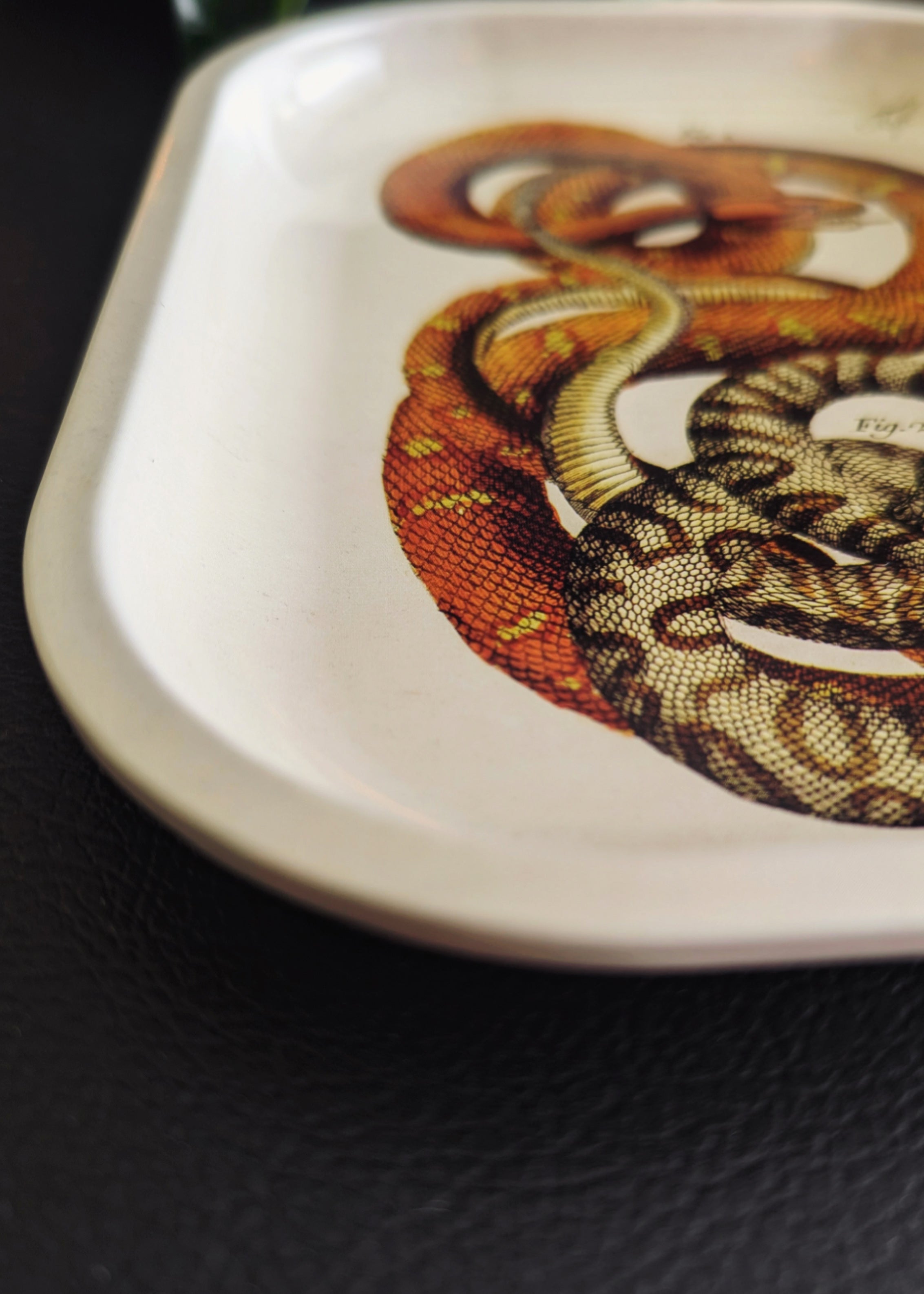 Snakes in the buying Garden Tray